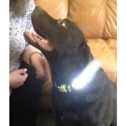 Xtreme Xccessories Rechargable LED Dog Collar